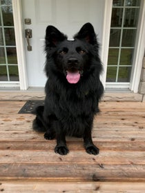 Poster for Birthday video from Charlie The Black Shepherd