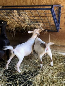 Poster for Birthday video from Pygmy Goats