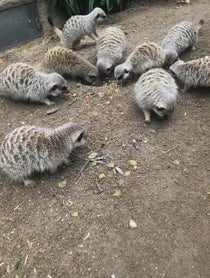 Poster for Other video from Meerkat Mob - Adelaide Zoo