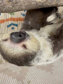 Poster for Other video from Lola the Sloth