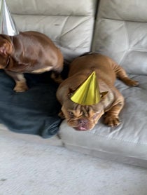 Poster for Birthday video from Maddy ‘Furious Dog’ - Angry Pup - Little Miss Furious