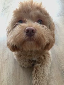 Poster for Birthday video from Kody the Shihpoo