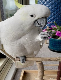 Poster for Birthday video from The Almond Cafe