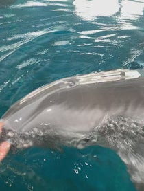 Poster for Pep Talk video from Winter the Dolphin & Friends
