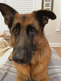 Poster for Birthday video from Theo the GSD
