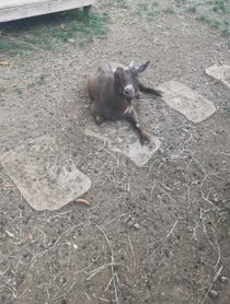 Poster for Birthday video from Goats of Anarchy