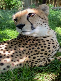 Poster for Birthday video from Cheetahs At The Houston Zoo