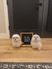 Poster for Pep Talk video from Coco The Maltese Dog
