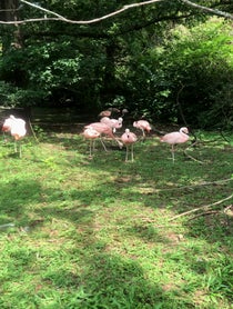 Poster for Birthday video from Flamingos at BREC’s Baton Rouge Zoo