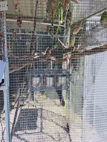 Poster for Other video from Florida Exotic Bird Sanctuary