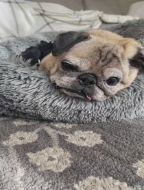 Poster for Pep Talk video from Jonathan Graziano