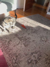 Poster for Birthday video from Breeze the Bath Cat (joellbaby on TikTok)