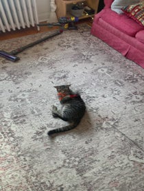 Poster for Christmas video from Breeze the Bath Cat (joellbaby on TikTok)