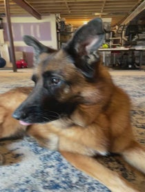 Poster for Other video from Theo the GSD
