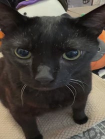 Poster for Advice video from Manny Halloween Cat