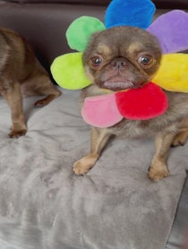 Poster for Birthday video from KingChilliThePug