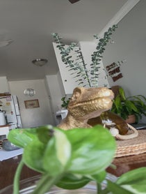 Poster for Pep Talk video from Gregory James Cohan