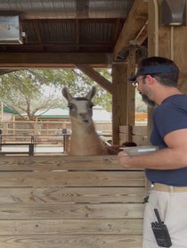 Poster for Birthday video from Fiesta the Llama at Houston Zoo