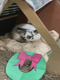 Poster for Holiday video from Parsley & Poppy the Bunnies