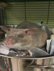 Poster for Holiday video from Remy & Emillie the African Pouched Rats