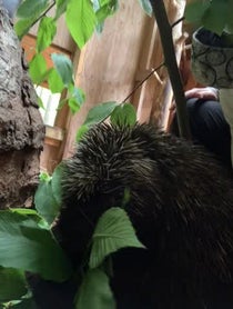 Poster for Other video from Henry the Porcupine