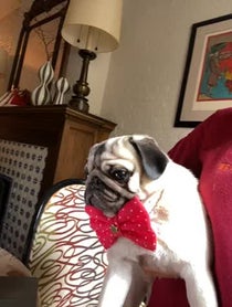Poster for Other video from Moose the Pug