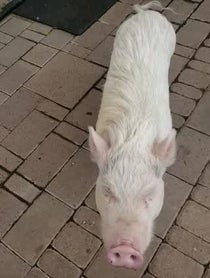 Poster for Birthday video from Paris The Mini Pig
