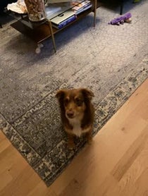 Poster for Gift video from Chester the Good Boy