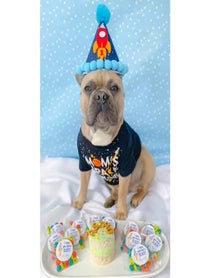Poster for Birthday video from Astro the French Bulldog