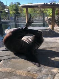 Poster for Birthday video from Diego the Sea Lion