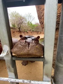 Poster for Birthday video from San Antonio Zoo