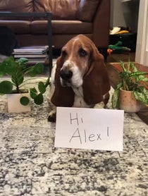 Poster for Give Thanks video from Dean the Basset