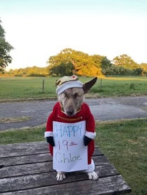 Poster for Birthday video from Maggie the Wunderdog