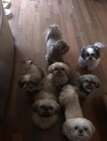 Poster for Holiday video from Jersey Shih Tzu