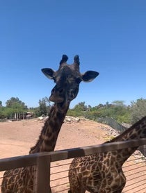 Poster for Birthday video from Giraffes at Phoenix Zoo