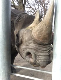Poster for Other video from Rhinos