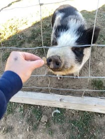 Poster for Birthday video from Mister Pig & Tonks