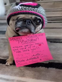 Poster for Valentine's Day video from Pee Wee Aloysius the Pug