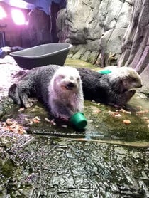 Poster for Birthday video from Sea Otters at Aquarium of the Pacific