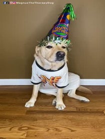 Poster for Birthday video from Magnus The Therapy Dog