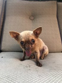 Poster for Other video from Bruno Mars The Chihuahua