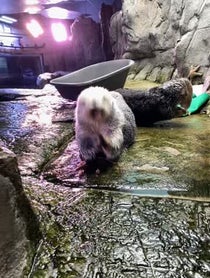 Poster for Birthday video from Sea Otters at Aquarium of the Pacific