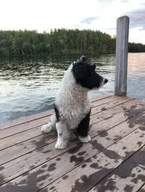 Poster for Birthday video from Bear The Sheepadoodle
