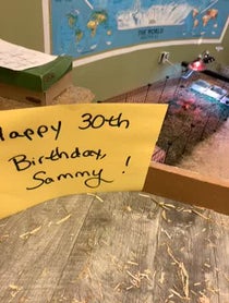 Poster for Birthday video from Gwen the Armadillo