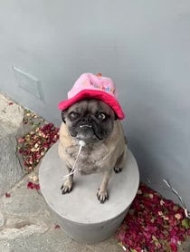 Poster for Birthday video from Ozzy the Mean Mug Pug (dog)