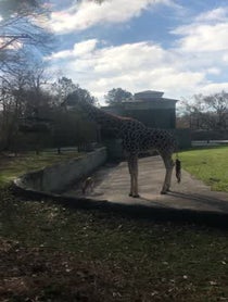 Poster for Birthday video from Giraffe