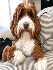 Poster for Birthday video from Jolene the Labradoodle