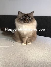 Poster for Other video from Nelly and Gilbert the cats