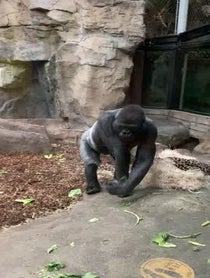Poster for Other video from Western Lowland Gorillas