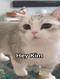 Poster for Other video from Fomo The Cat